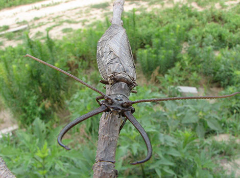 Dobsonfly wingspan and nocturnal behavior