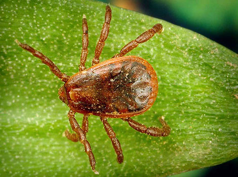 Dog Tick and parasitic behavior in forested areas