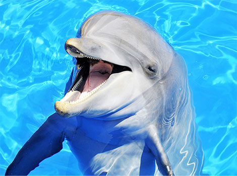 dolphins and aquatic behavior worldwide