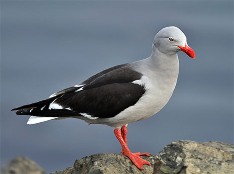 Dolphin Gull on rocky coastline and scavenging details