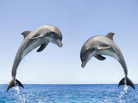 Dolphin leaping and intelligent marine mammal