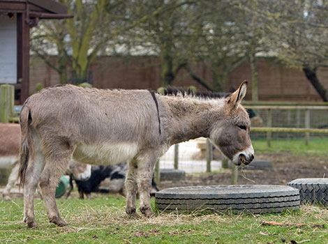 domesticated donkey in field and agriculture