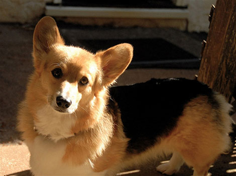Dorgi dachshund and corgi mix traits