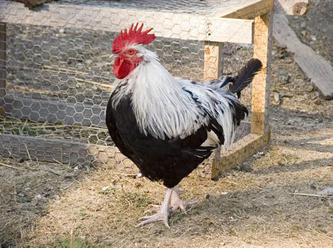 Dorking Chicken breed and farmyard context