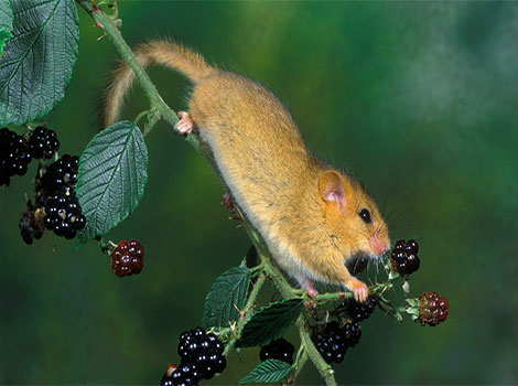 dormouse arboreal nocturnal rodent