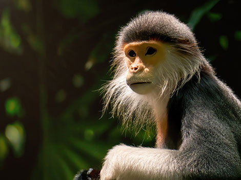 douc langur and tropical forest in Southeast Asia