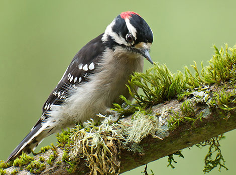 Downy Woodpecker plumage and forest environment