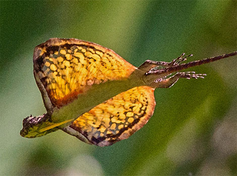 draco volans lizard gliding in Southeast Asia rainforests
