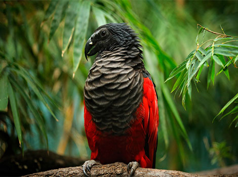 Dracula Parrot in rainforest and vivid red plumage