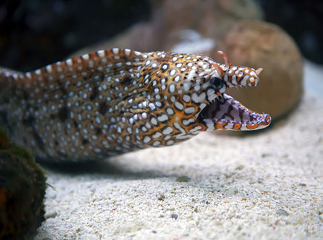 Dragon Eel colors and Indo-Pacific habitat