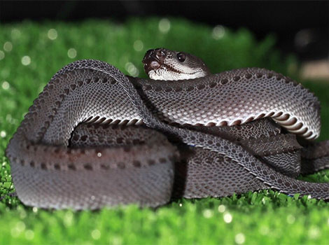 dragon snake and swamp habitat in Malay Peninsula