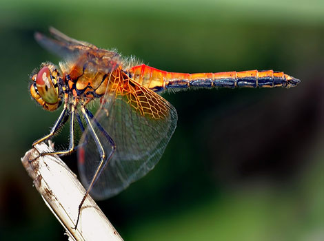 dragonfly wings and freshwater habitat