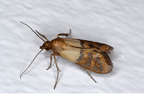 Dried Fruit Moth and food storage pest