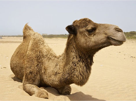 dromedary camel anatomy and desert habitat