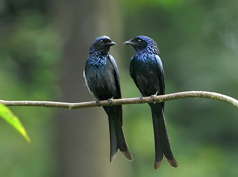 Drongo bird in savanna and agile flight capabilities