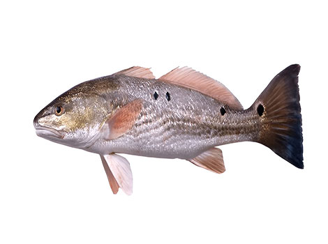 Drum Fish anatomy and freshwater habitat
