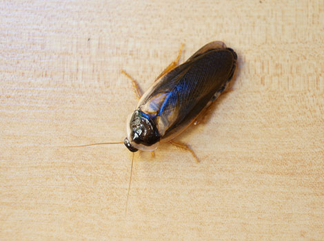 Dubia Cockroach anatomy and habitat in tropical forests