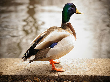 duck pond and social waterfowl