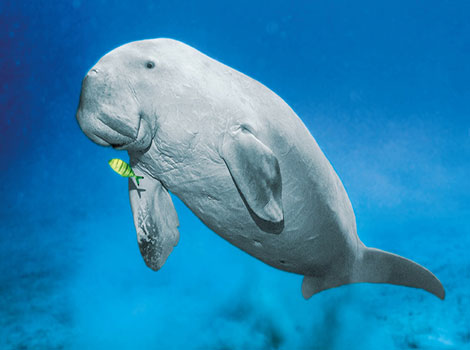 dugong seagrass and coastal marine mammal