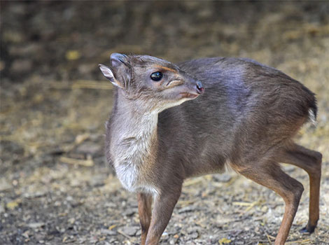 duiker antelope anatomy and forest habitat