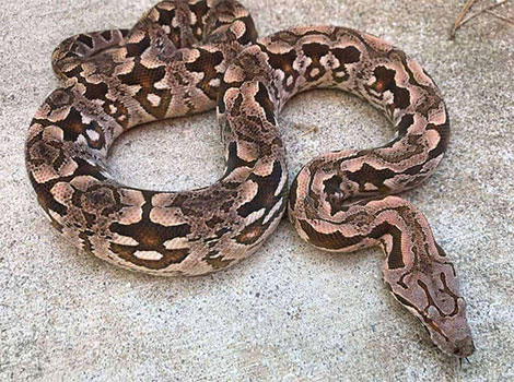 dumerils boa habitat and camouflage in Madagascar