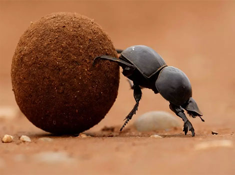 Dung Beetle habitat and dung ball behavior