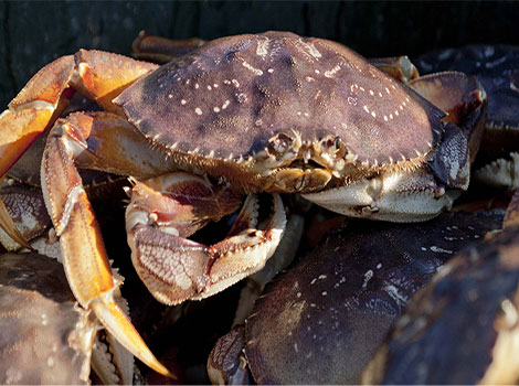 Dungeness Crab carapace size and omnivorous diet