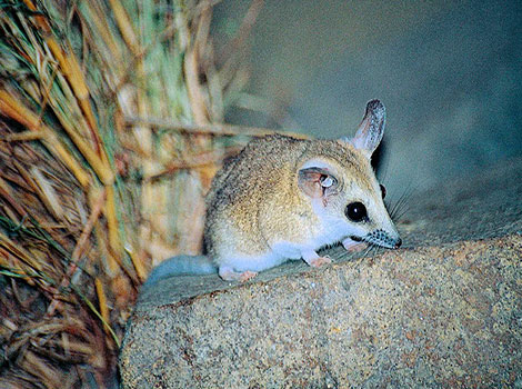 Dunnart marsupial with large eyes and ears