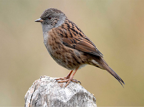 Dunnock bird and brown-grey plumage in Eurasian woodlands