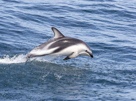 Dusky Dolphin jumping and coastal habitat