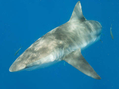 Dusky Shark anatomy and tropical waters