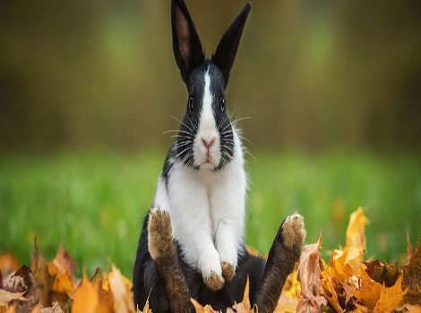 dutch rabbit and glossy fur in grasslands