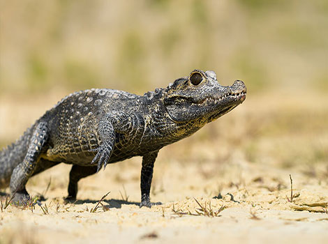 Dwarf Crocodile nocturnal hunting behavior and habitat in Central Africa swamps