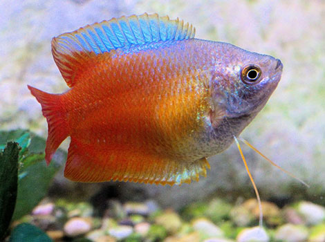 Dwarf Gourami color patterns and habitat