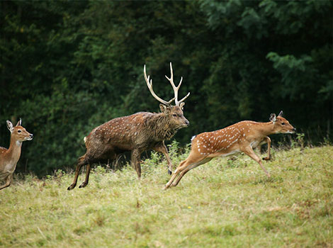 Dybowski's Sika Deer and Russian grassland habitat