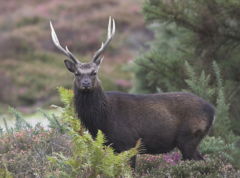 dybowski sika deer and fur coloration in Northeast Asia