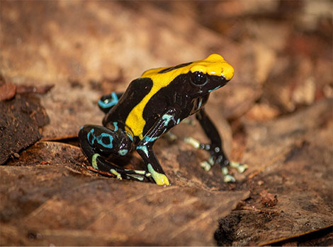 Dyeing Poison Dart Frog and vibrant color pattern