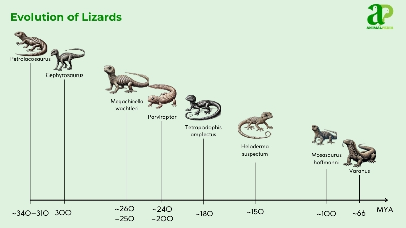 lizards evolution timeline