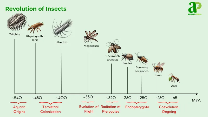 evolved from insects