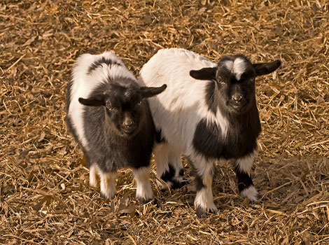 fainting goat standing in pasture and small size description
