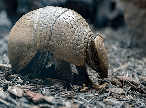 pink fairy armadillo underside pale fur