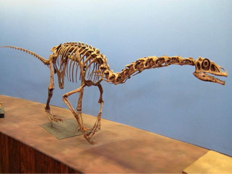 falcarius therizinosaurid long arms sharp claws