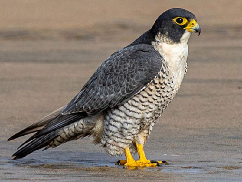 falcon high-speed dive hunting agility