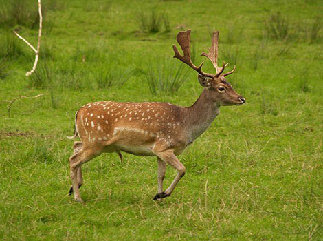 fallow deer summer coat light brown and white spots