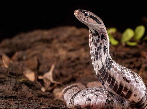 false cobra neck spread natural habitat