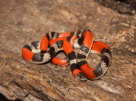 false coral snake mimicry coloration pattern