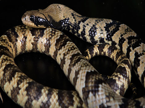 false water cobra elongated body
