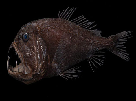 fangtooth sharp teeth deep-sea habitat