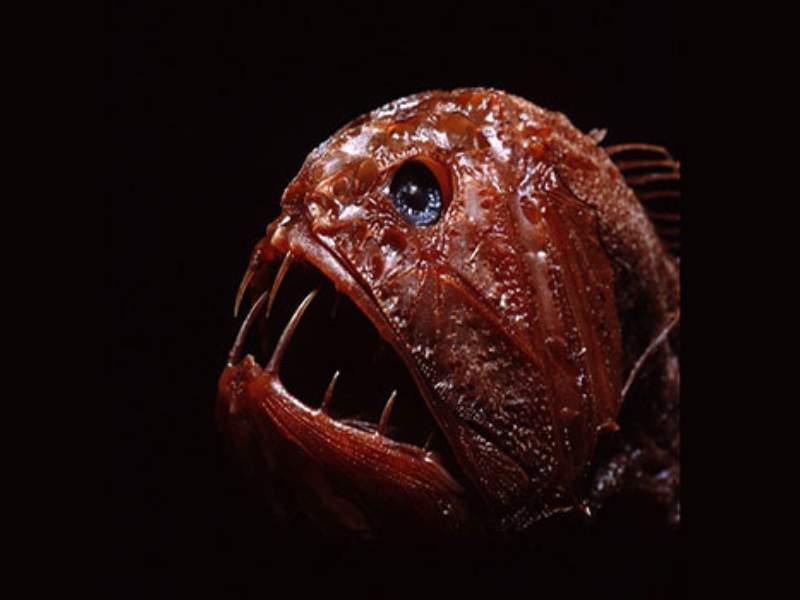 fangtooth fish sharp teeth elongated body deep sea
