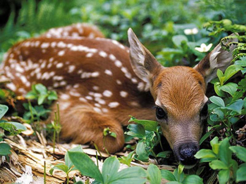 fawn spotted fur gentle eyes forest clearing
